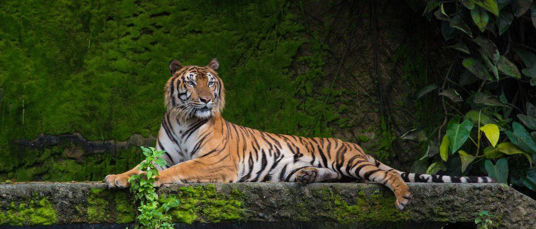 La tigre del Bengala salta dalla barca e torna a casa con un rilascio fotogenico
