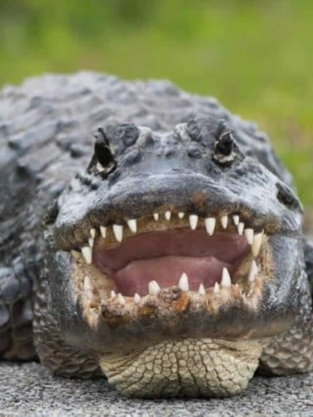 Questo serpente a sonagli non può competere con un alligatore affamato