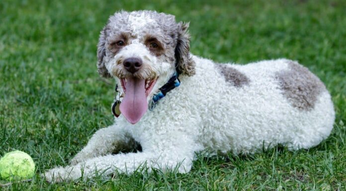 Lagotto Romagnolo
