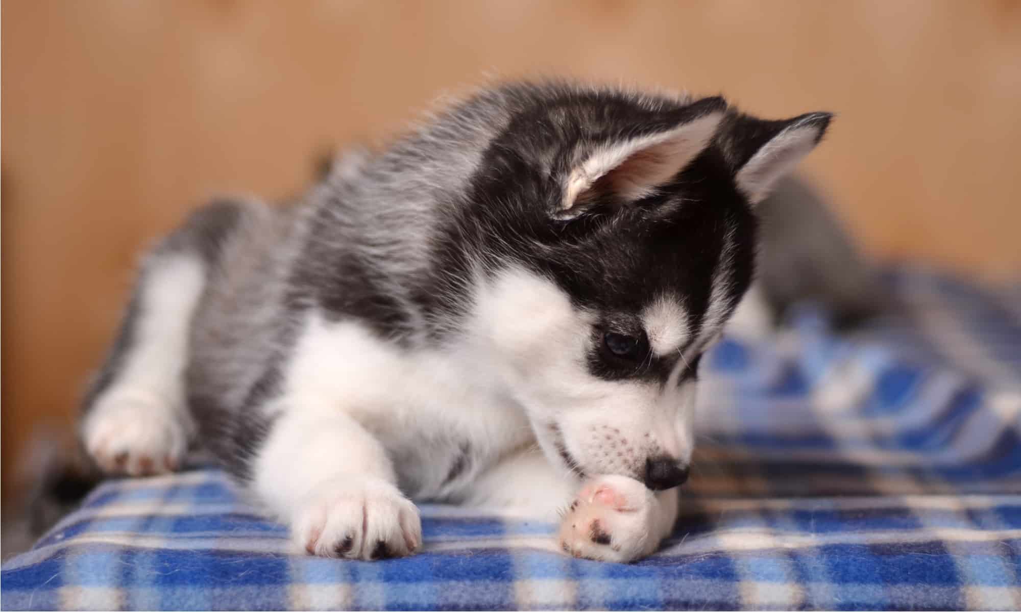 Leccare la zampa del cane e cosa significa per il tuo animale domestico