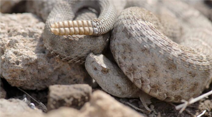 L'enorme tana dei serpenti a sonagli del Montana ti farà venire gli incubi
