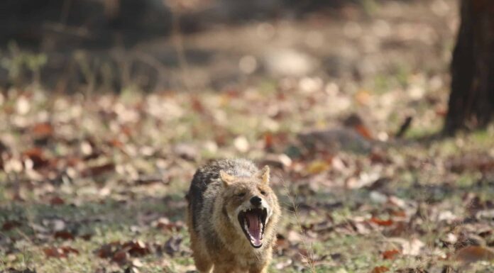 Lo sciacallo arrogante morde la coda del leone maschio in una provocazione audace
