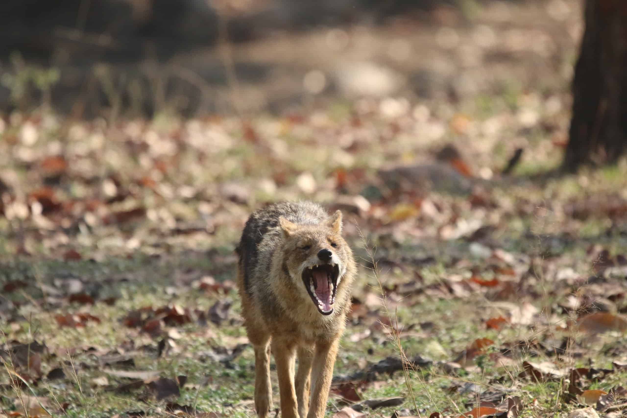 Lo sciacallo arrogante morde la coda del leone maschio in una provocazione audace