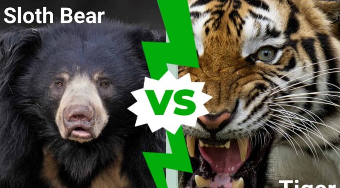 L'orso bradipo è alto contro due tigri siberiane adulte
