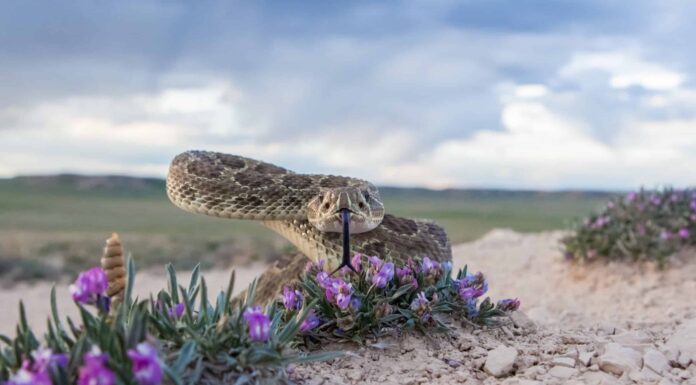 L'uomo si registra avvicinandosi con calma a 50 serpenti a sonagli: mordono?
