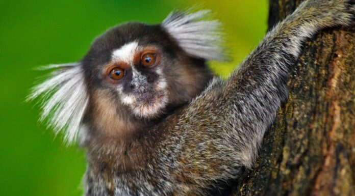 Marmoset
