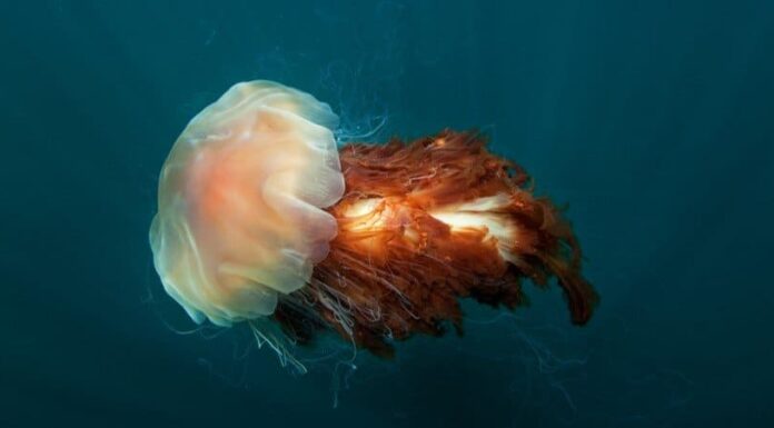 Medusa criniera di leone
