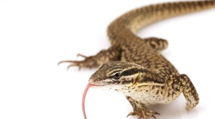 Monitor rosso di Ackie
