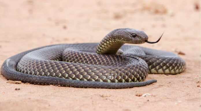 Mulga Serpente
