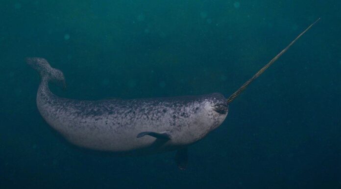 male narwhal or Monodon monoceros, or narwhale isolated on white background