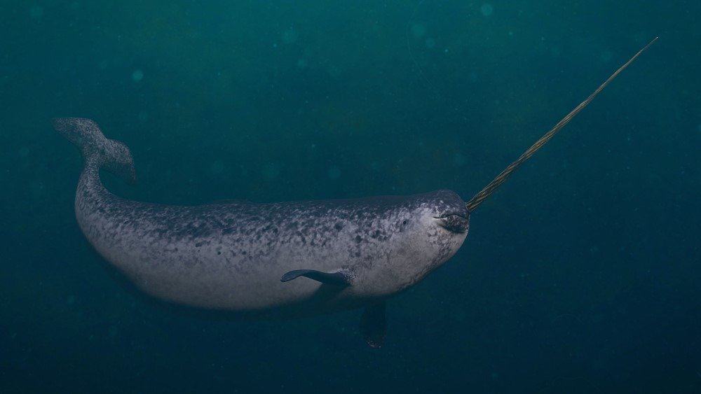 male narwhal or Monodon monoceros, or narwhale isolated on white background