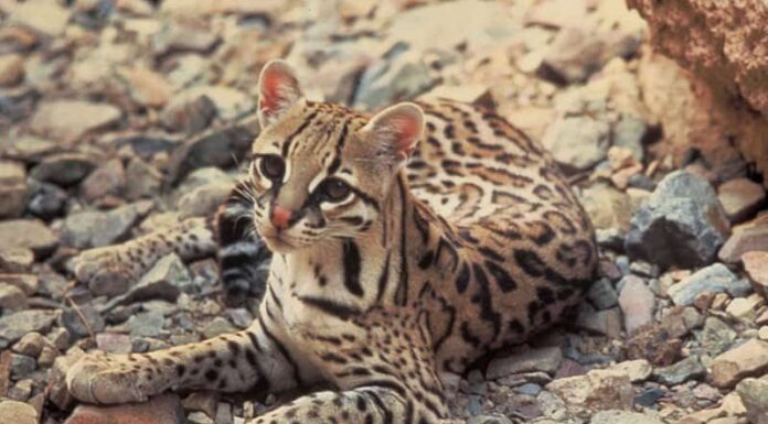 Ocelot
