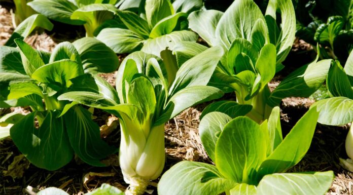 Pak Choi vs Bok Choy