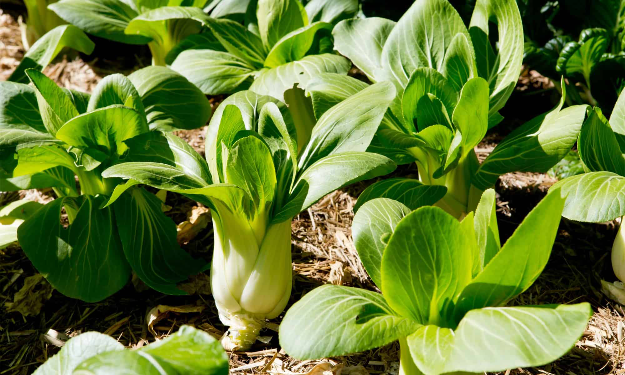 Pak Choi vs Bok Choy