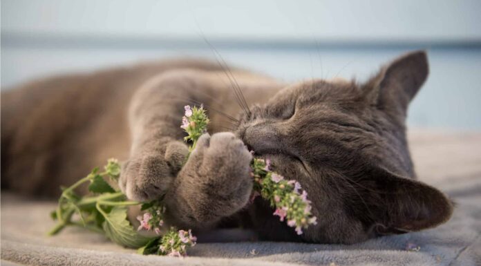 Perché ai gatti piace l'erba gatta?
