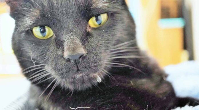  Perché i gatti sbavano?  Qualcosa non va?
