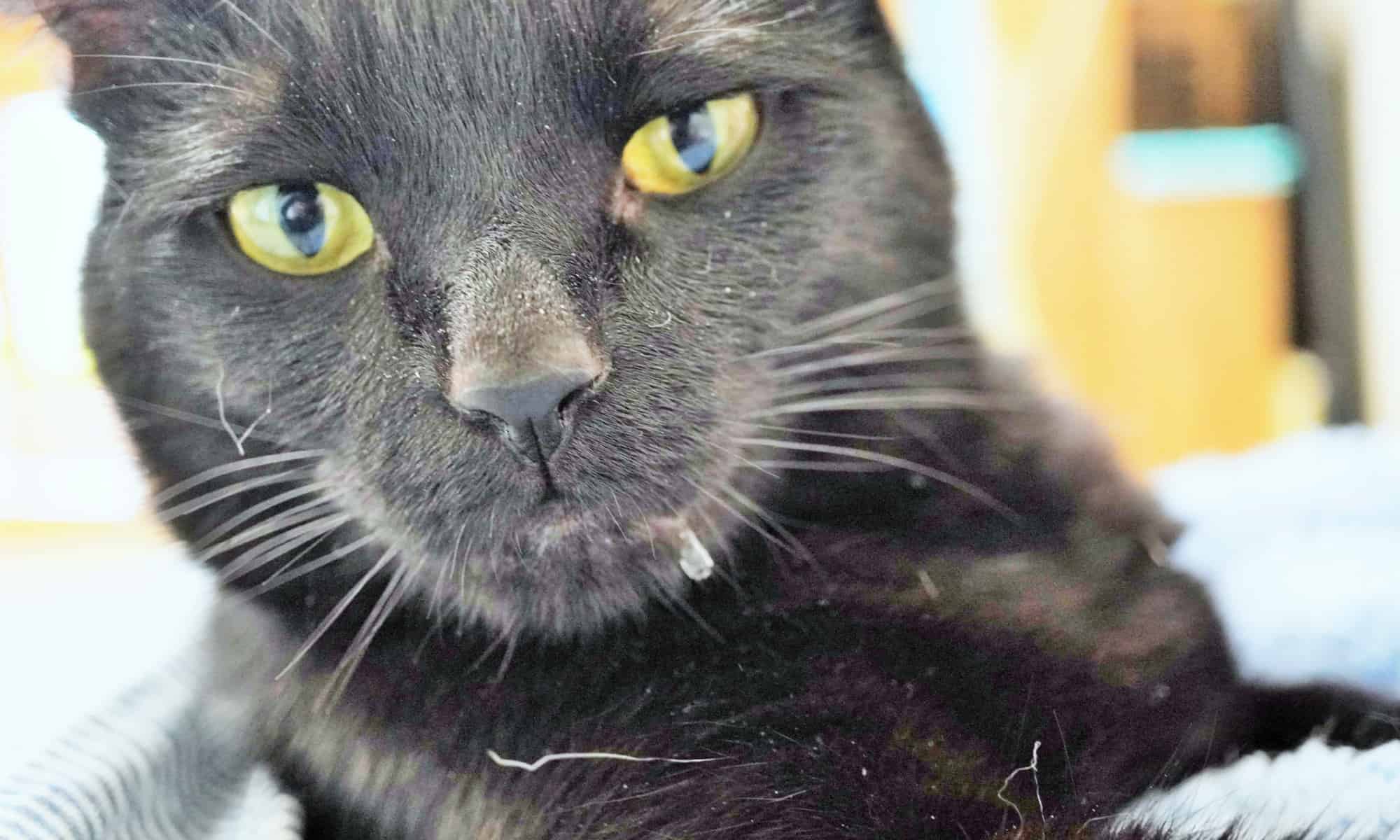 Perché i gatti sbavano?  Qualcosa non va?