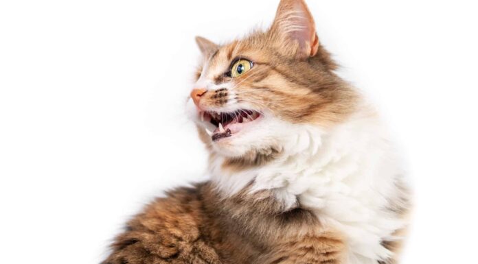 Perché i gatti sibilano?
