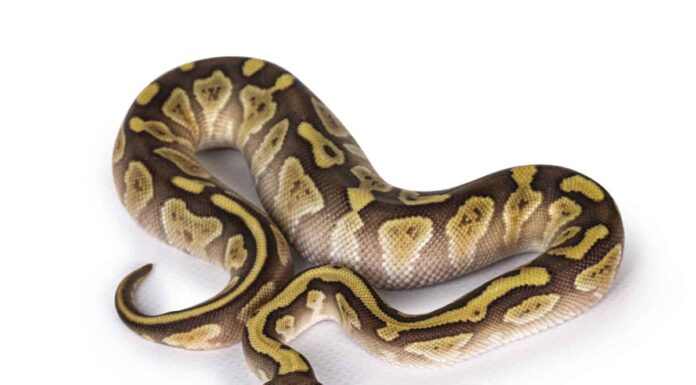 Pescatore ottiene un enorme bottino usando un serpente per catturare i pesci
