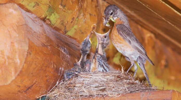 Pettirossi in Texas: dove vivono e quando individuarli
