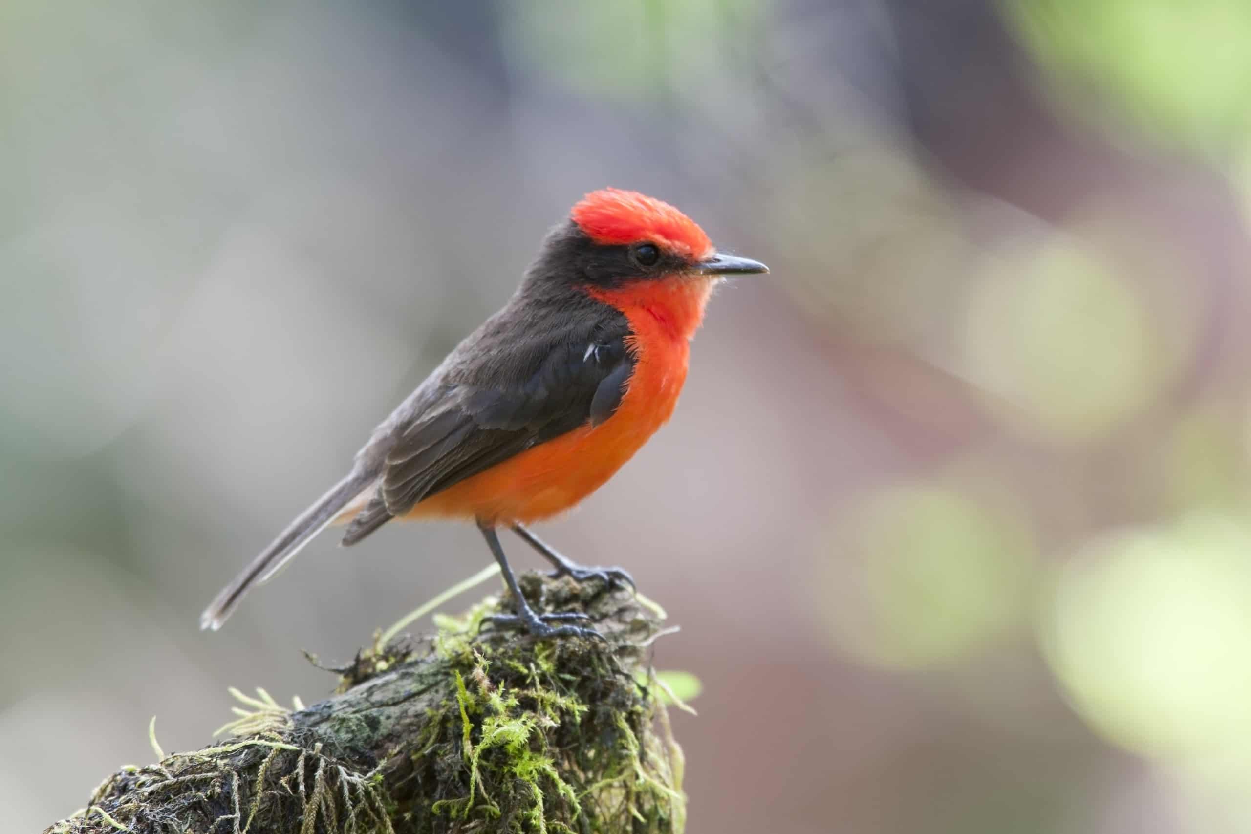 Pigliamosche Vermiglio