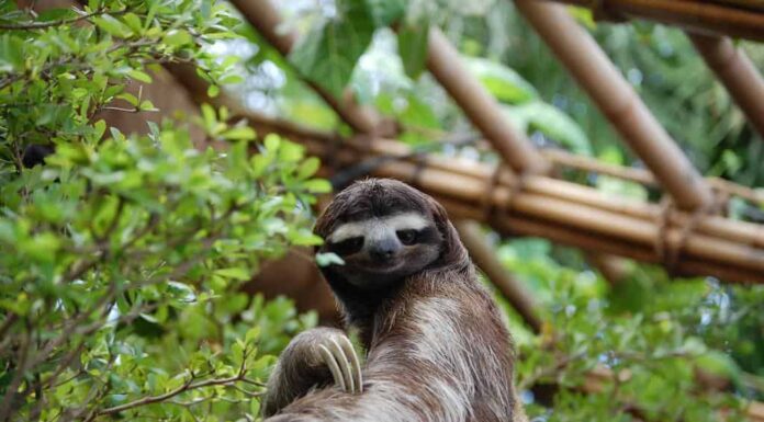 Nuovo studio: scoperta un'altra antica specie di bradipo!
