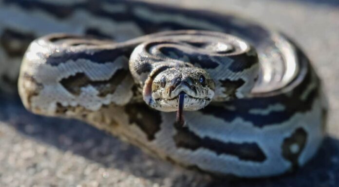 Pitone rock vs pitone birmano: come sono diversi?
