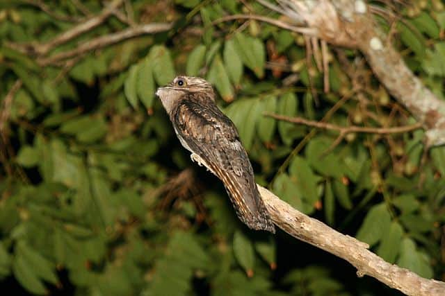 A northern potoo perched on a branch against a backdrop of green leaves