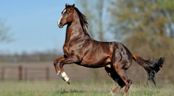 Qual è la popolazione di cavalli negli Stati Uniti?
