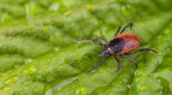 Quali zecche portano la malattia di Lyme?
