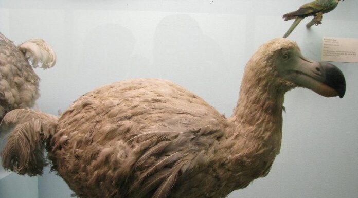 Scopri i 3 motivi per cui l'uccello Dodo si è estinto
