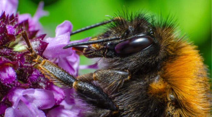 I bombi sono pericolosi?
