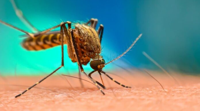 Quante zanzare ci sono nel mondo?
