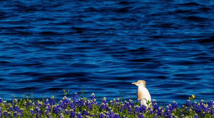  Quanto è profondo il lago Travis?  5 fatti incredibili su questo lago del Texas
