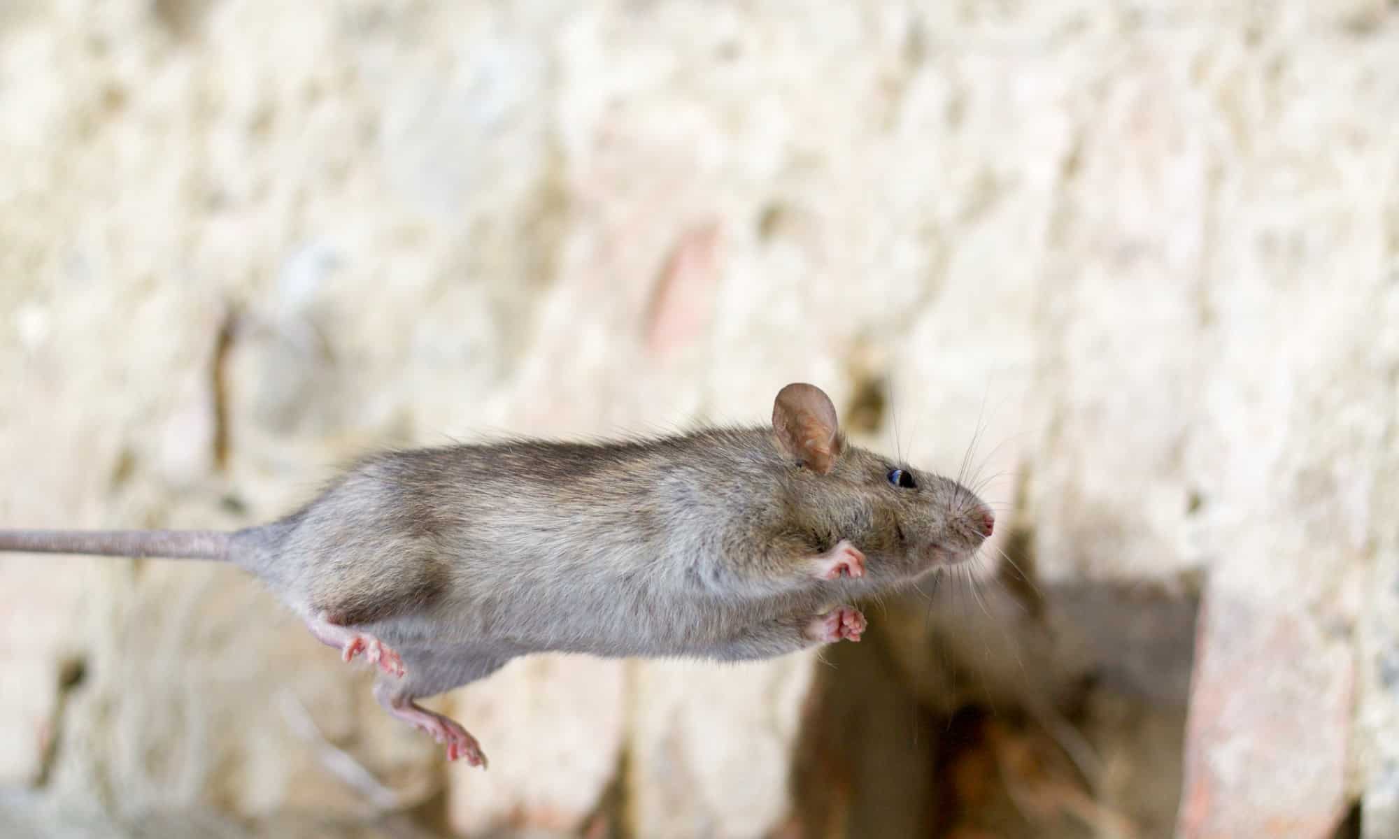 Quanto in alto possono saltare i topi?  Sì, questa è una cosa