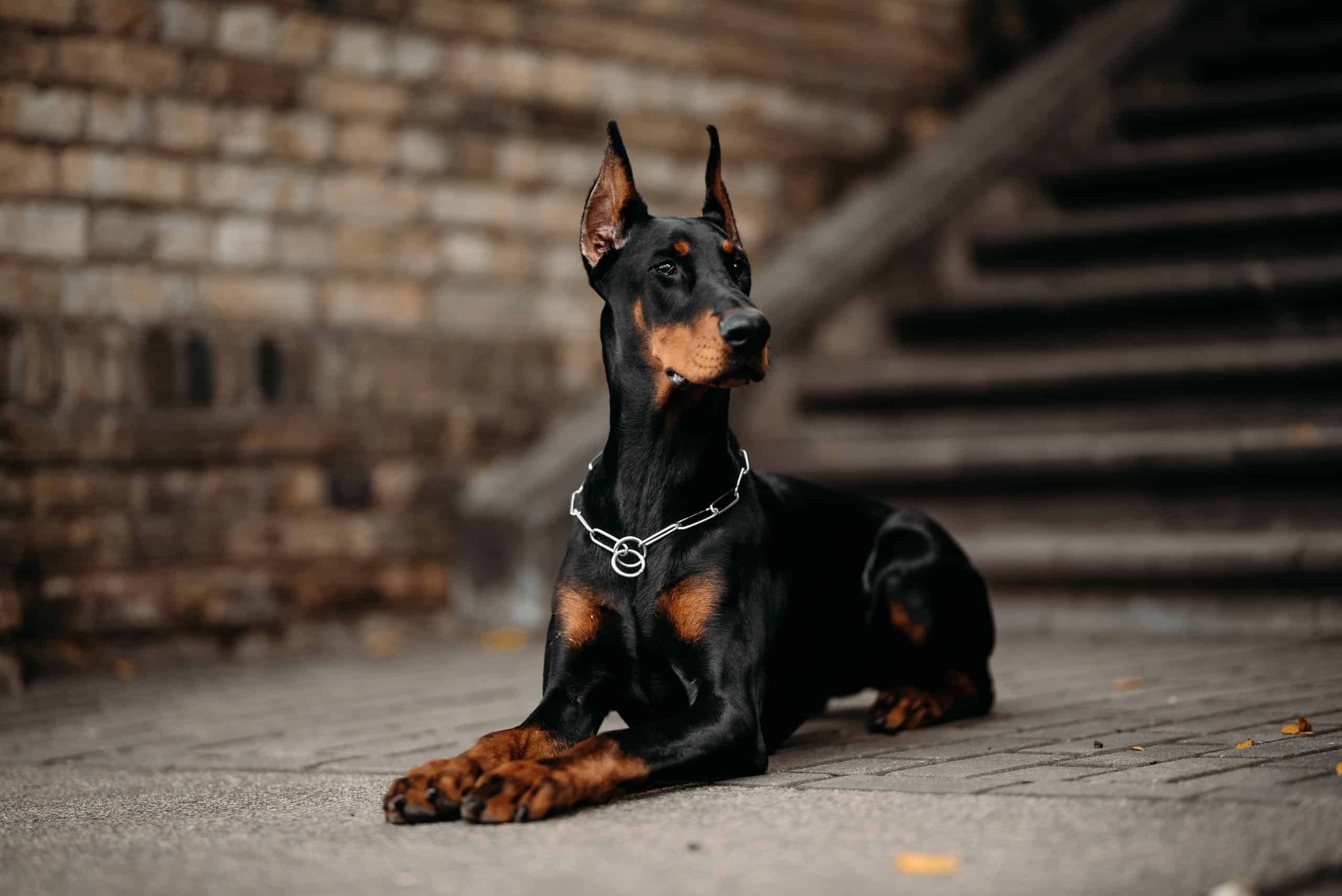 Questo doberman guarda Michael Jackson e imita i movimenti