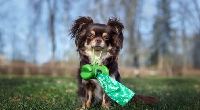 Questo è il motivo per cui il tuo cane calcia dopo aver fatto la cacca
