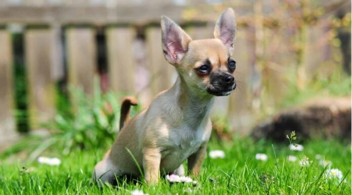 Questo è quanto a lungo i cani possono trattenere la pipì (varia in base all'età)
