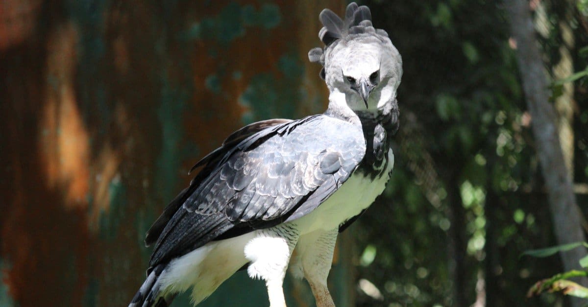 Questo gigante con gli artigli è "la più grande macchina per uccidere della natura"