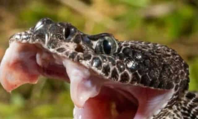 Questo serpente a sonagli ibrido potrebbe essere il serpente a sonagli più grande del mondo?
