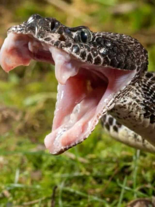 Questo serpente a sonagli ibrido potrebbe essere il serpente a sonagli più grande del mondo?