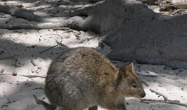 Quokka
