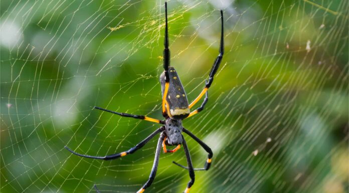 Banana Spider-header