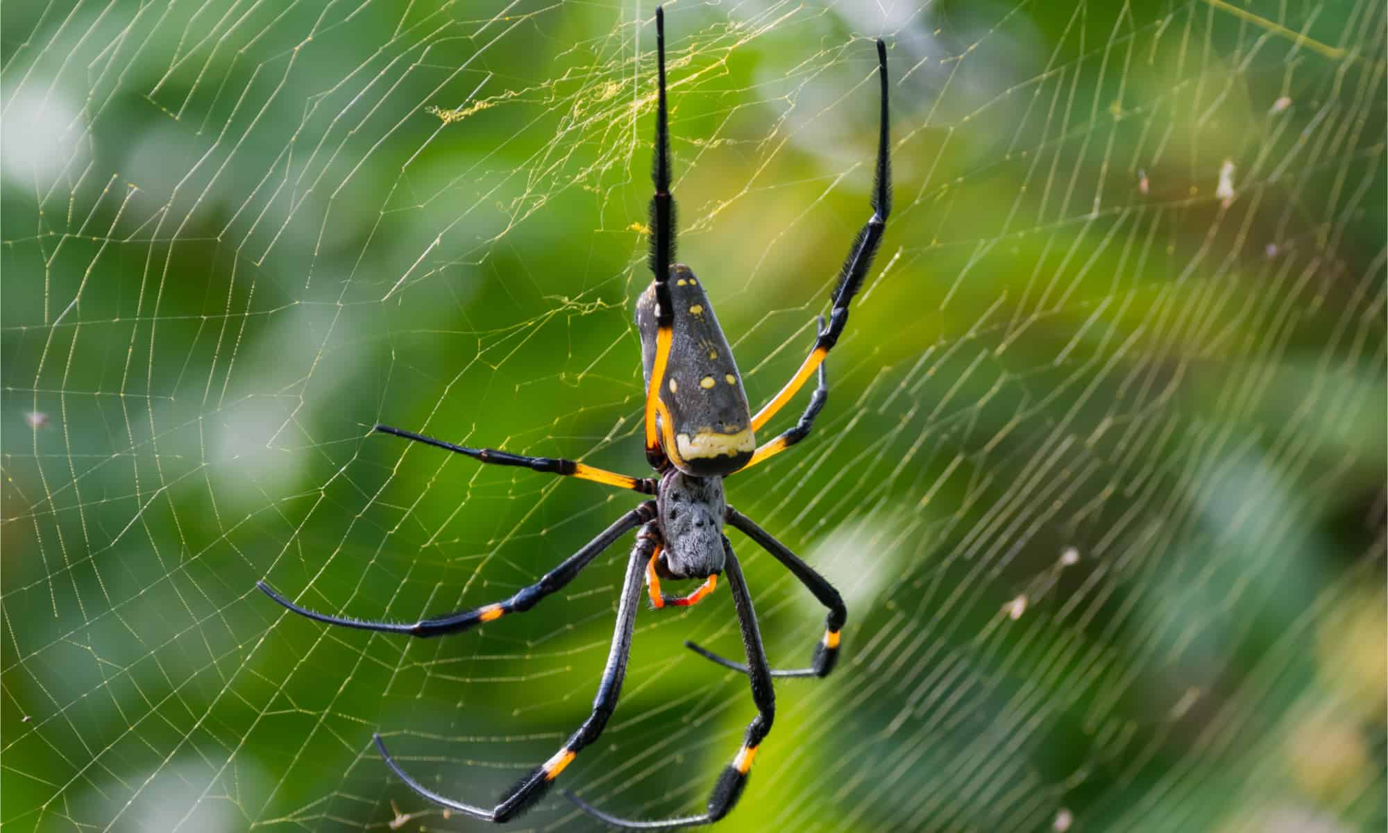 Banana Spider-header