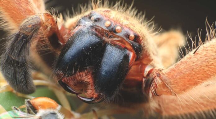 10 fatti incredibili del ragno lupo
