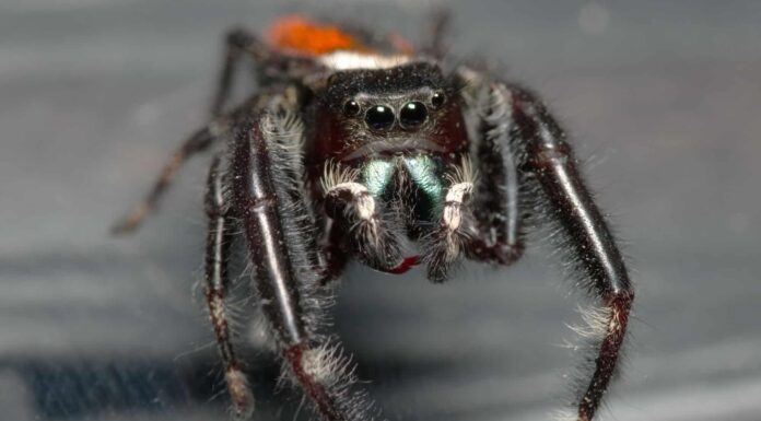 Ragni velenosi nel Michigan
