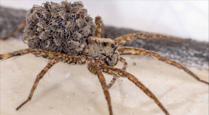 Scopri 5 ragni neri a New York
