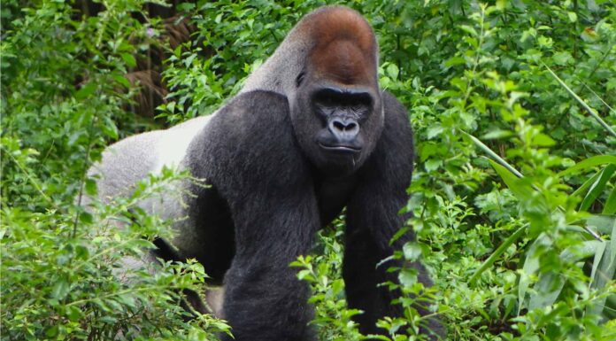 Sassy Silverback da 400 libbre scivola come Michael Jackson, poi Moons Zoogoers
