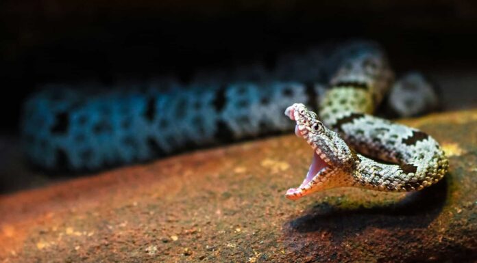 Sbatti le palpebre e ti perderai questo colpo di serpente a sonagli follemente veloce, anche al rallentatore

