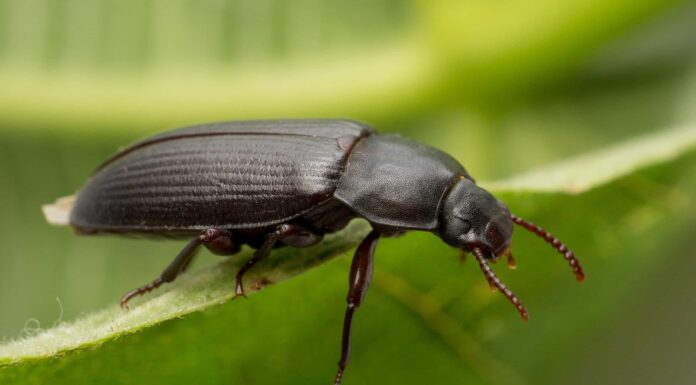 Scarabeo del verme della farina
